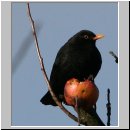 Turdus merula - Amsel m15.jpg